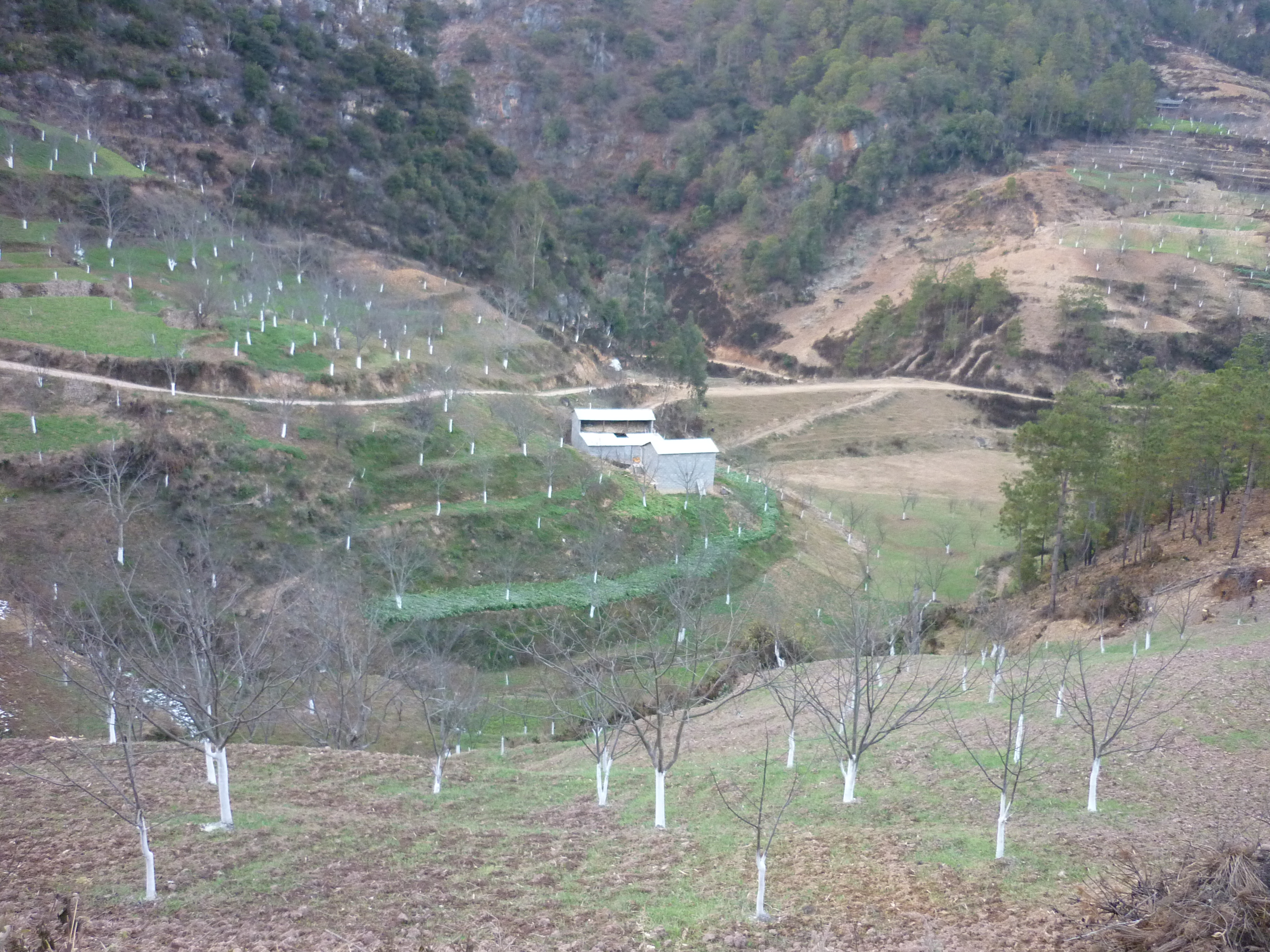 泡核桃良種(zhǒng)選育及山地高效栽培技術