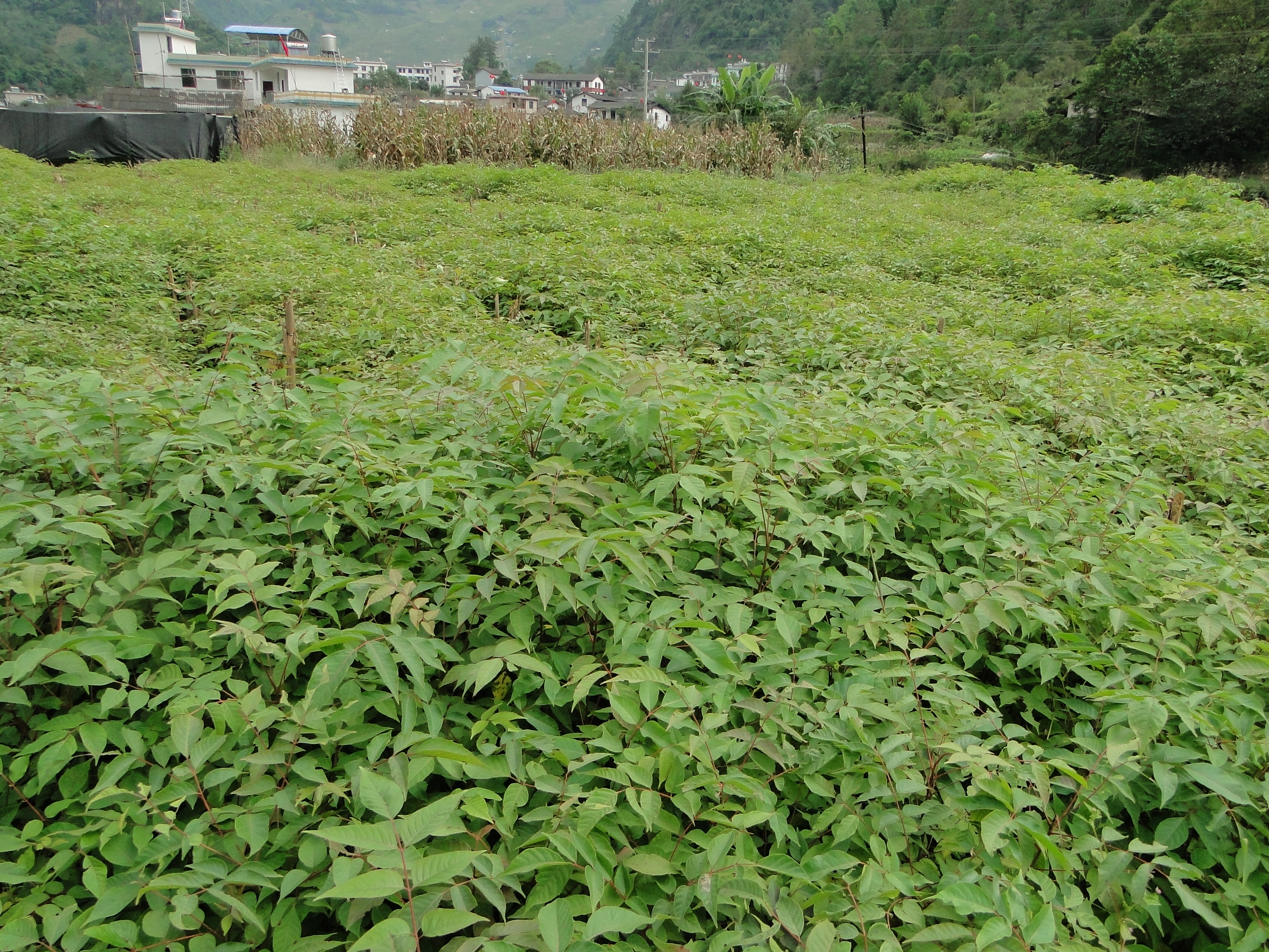 漆樹種(zhǒng)苗高效繁育新技術