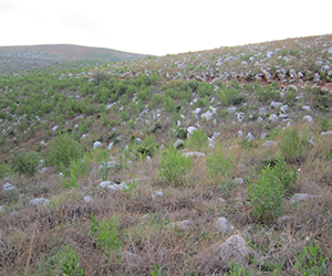 岩溶地區石漠化綜合治理技術