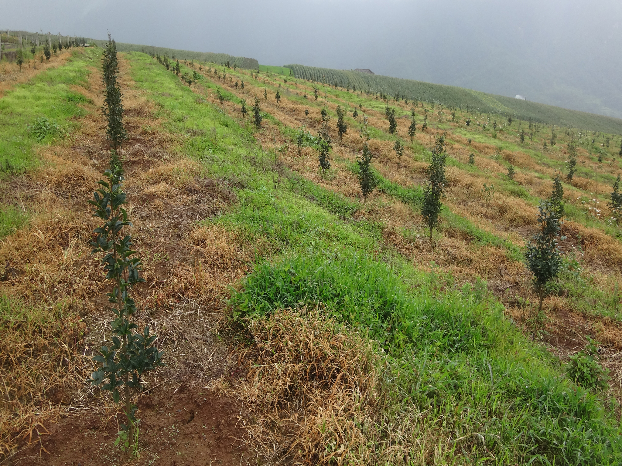 雲南山地油茶良種(zhǒng)選育及豐産栽培技術