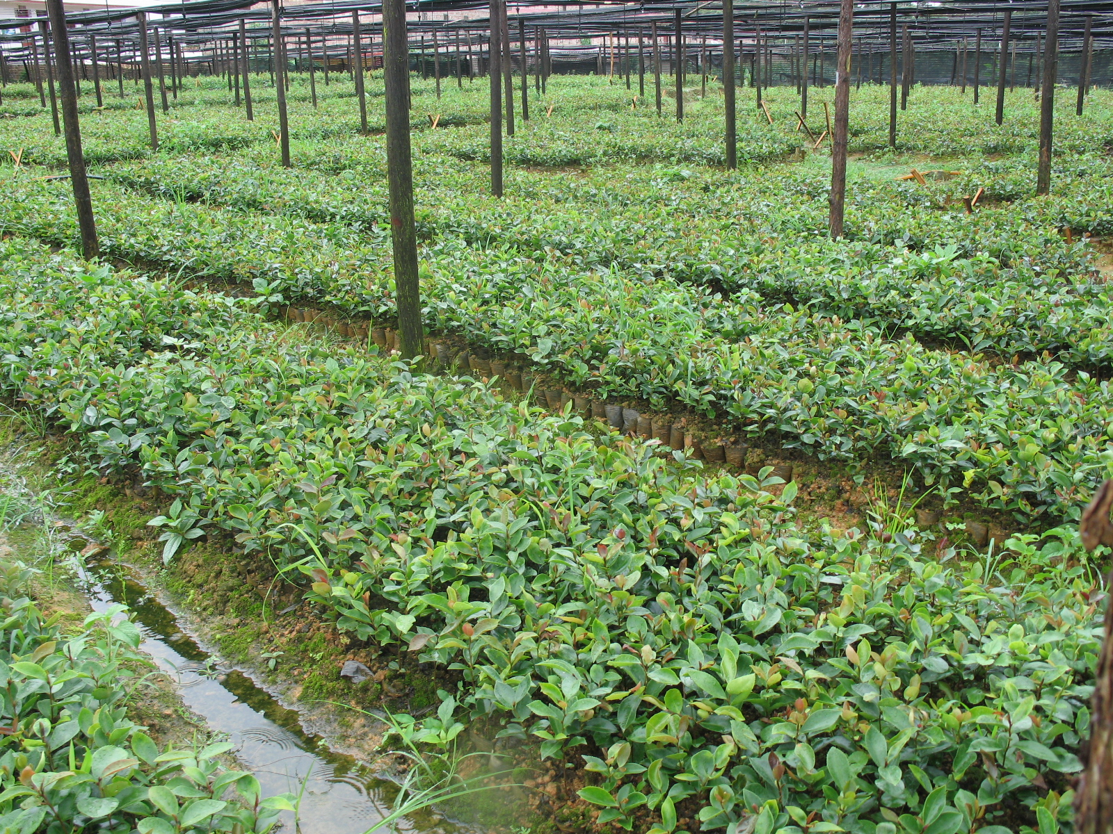 騰沖紅花油茶産業化關鍵技術創新集成(chéng)與應用