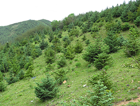 滇西北亞高山退化林地植被恢複與重建技術