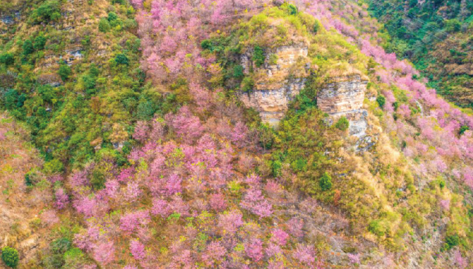 困難立地植被恢複造林模式示範推廣項目