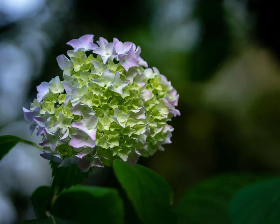 遊覽國(guó)家植物園——142.認識植物：​八仙花