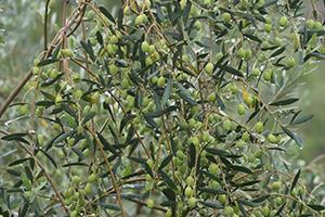 油橄榄優良種(zhǒng)質材料及培育技術