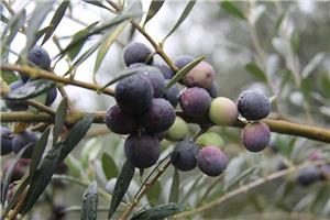 油橄榄--豆果品種(zhǒng)