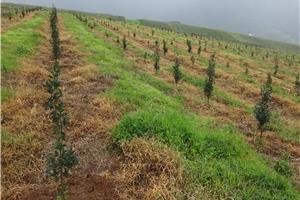 雲南山地油茶良種(zhǒng)選育及豐産栽培技術