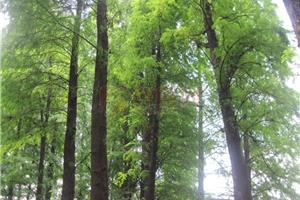 翠柏繁殖栽培與天然林保育技術
